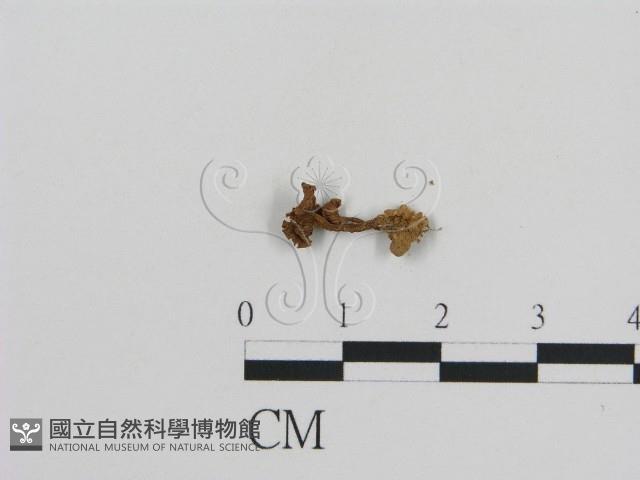 登錄號:F0008443藏品圖，第1張