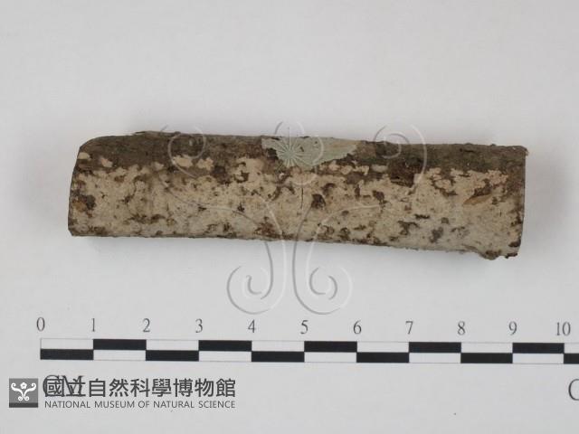 筍殼菌屬藏品圖，第1張