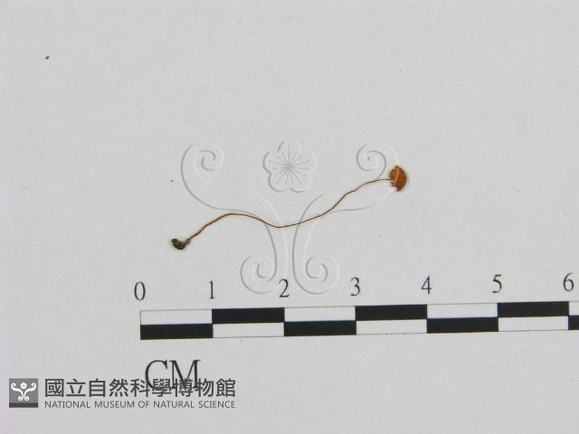 小菇屬藏品圖，第1張