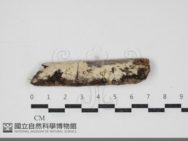 登錄號:F0034443藏品圖，第1張