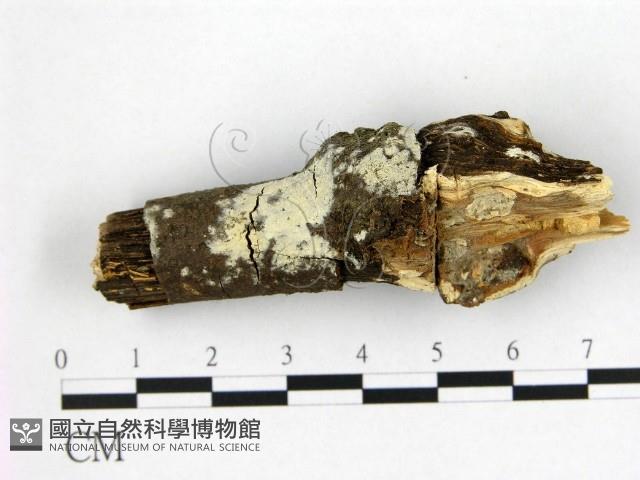 冇骨消絲齒菌藏品圖，第1張