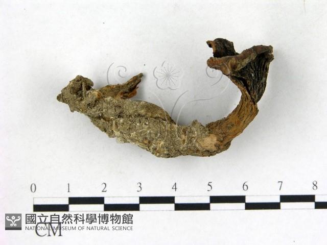 登錄號:F0002443藏品圖，第1張