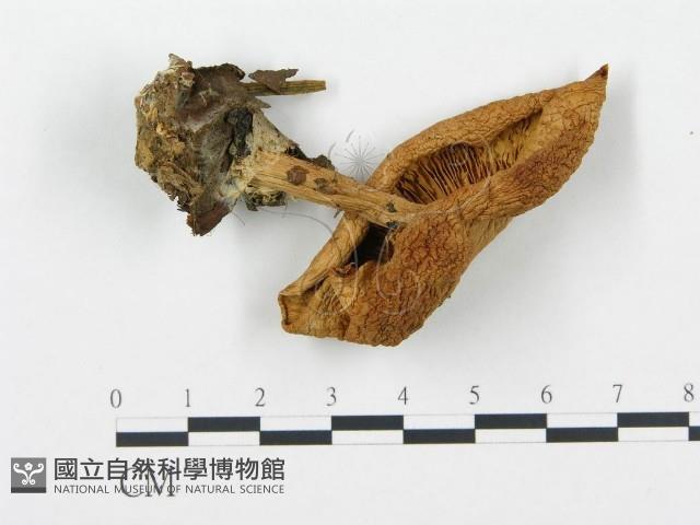 登錄號:F0012443藏品圖，第1張