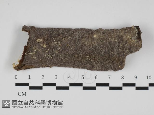 刺革菌屬藏品圖，第1張