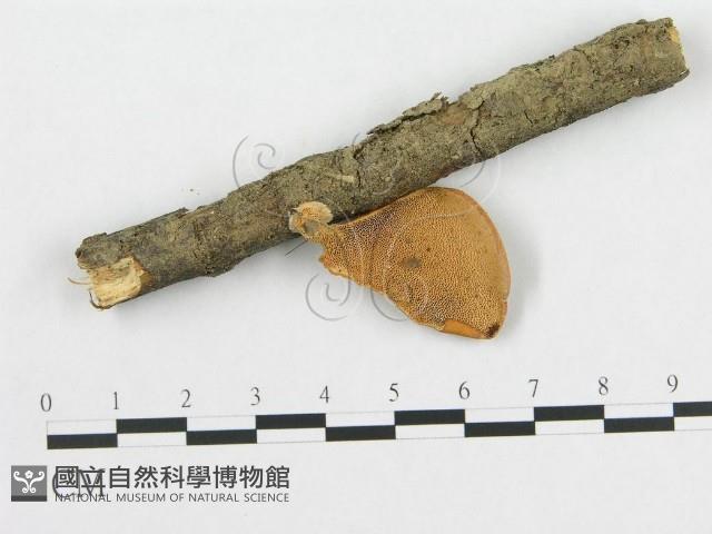 多孔菌屬藏品圖，第1張