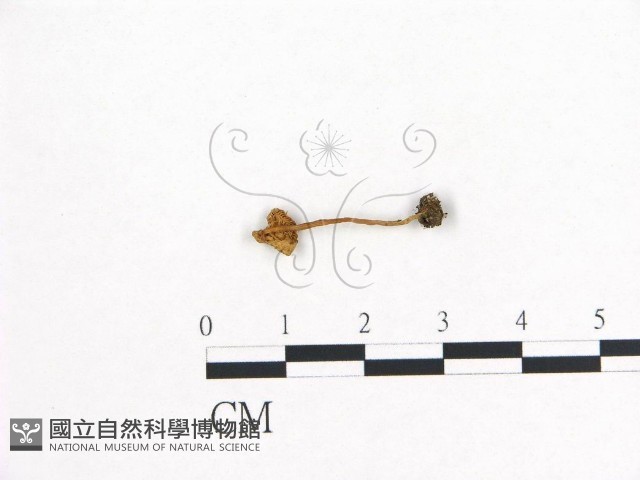 登錄號:F0005443藏品圖，第1張