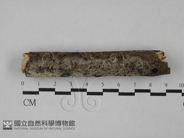 登錄號:F0029443藏品圖，第1張