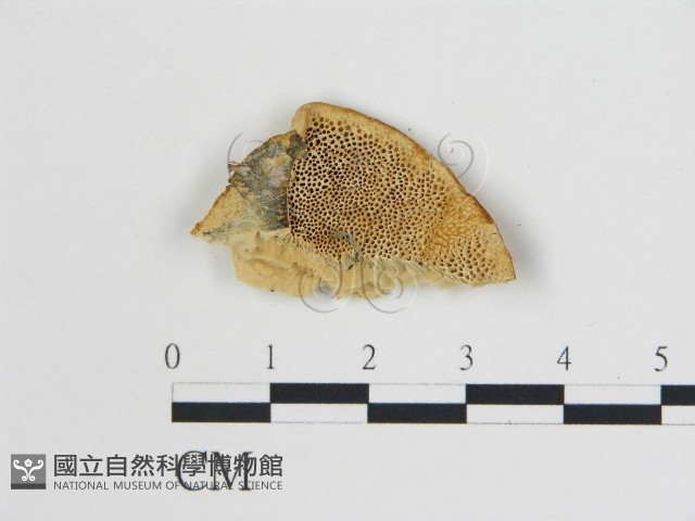 登錄號:F0009443藏品圖，第1張