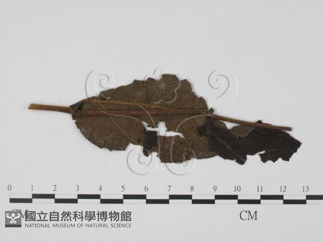 登錄號:F0019443藏品圖，第1張