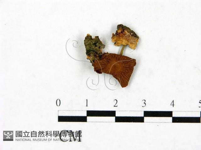 登錄號:F0023443藏品圖，第1張