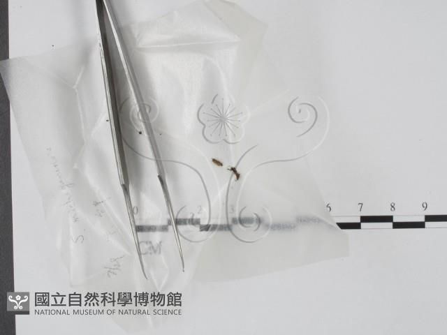 登錄號:F0003443藏品圖，第1張