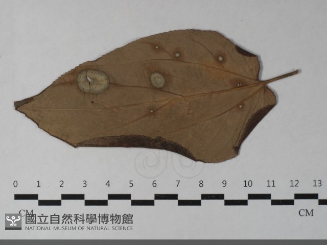登錄號:F0033443藏品圖，第1張