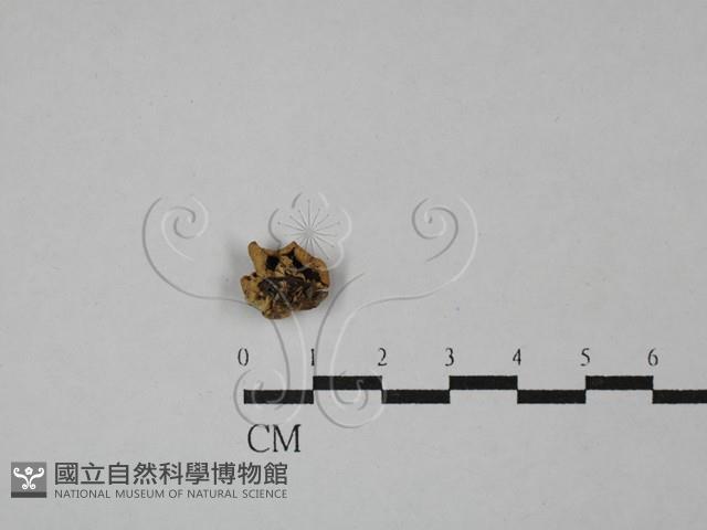 登錄號:F0028743藏品圖，第1張