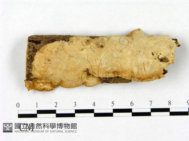 登錄號:F0008743藏品圖，第1張