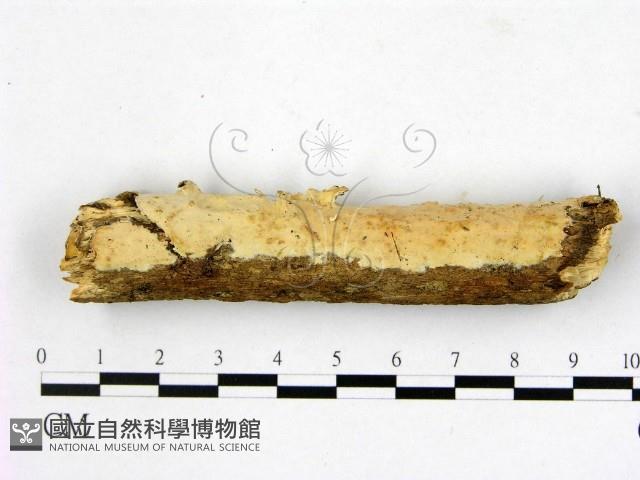 登錄號:F0018743藏品圖，第1張