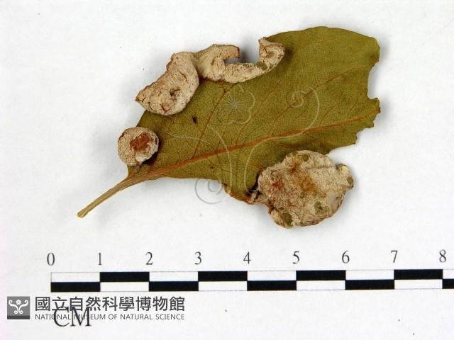登錄號:F0020743藏品圖，第1張