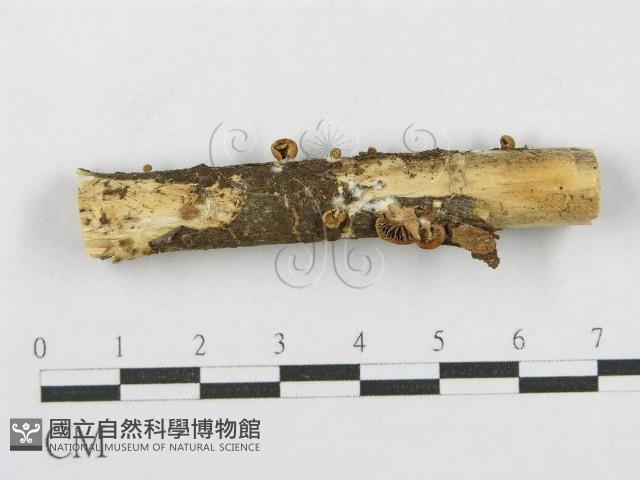 登錄號:F0010743藏品圖，第1張