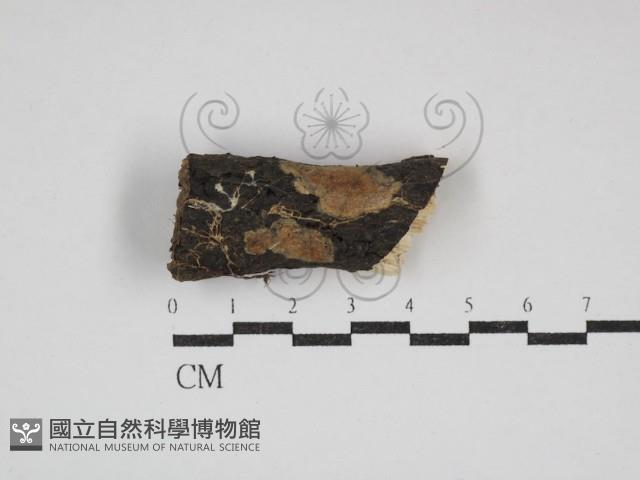 登錄號:F0030743藏品圖，第1張