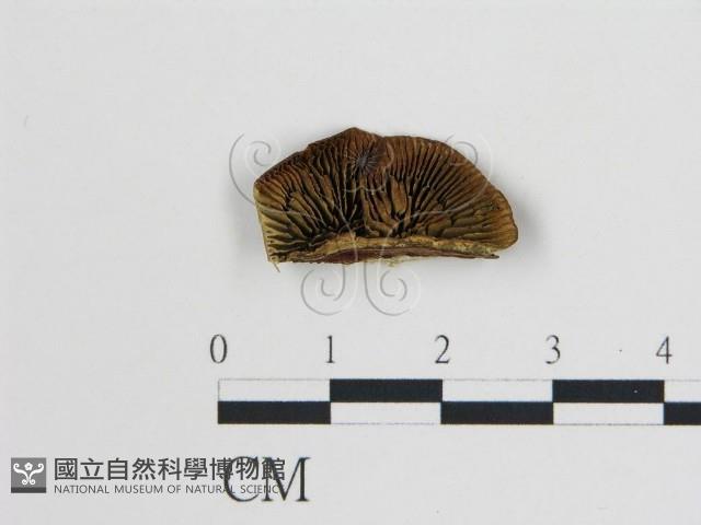 登錄號:F0006743藏品圖，第1張