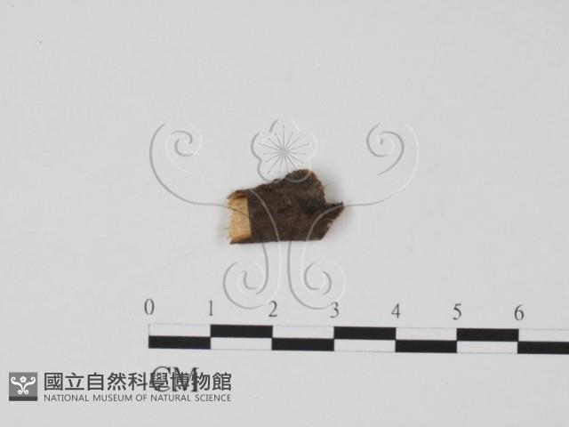登錄號:F0011743藏品圖，第1張