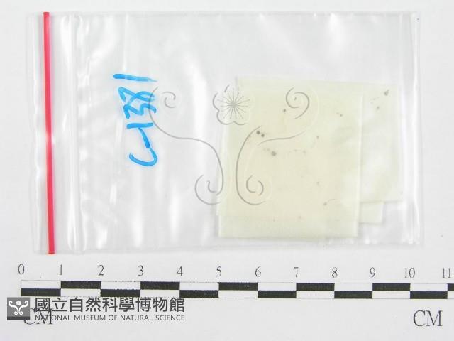 鬼傘屬藏品圖，第1張