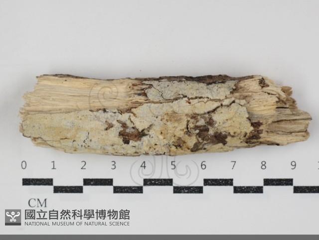 登錄號:F0034743藏品圖，第1張