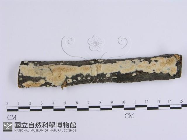 登錄號:F0002743藏品圖，第1張