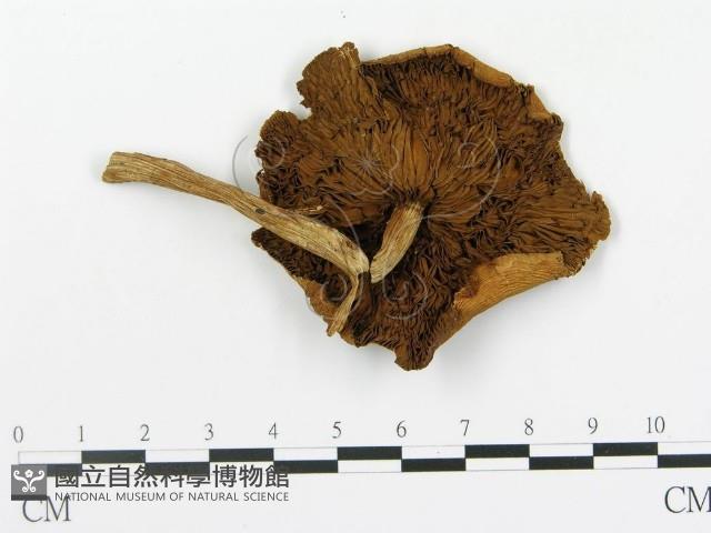 登錄號:F0012743藏品圖，第1張