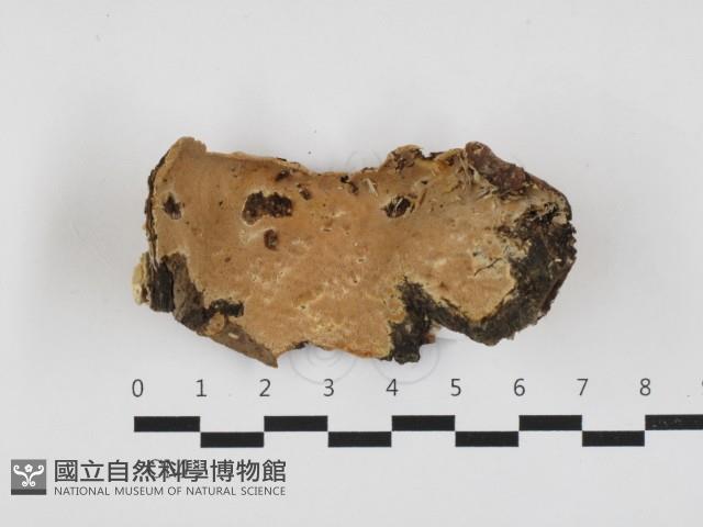 登錄號:F0032743藏品圖，第1張