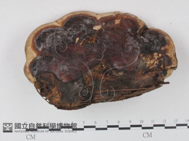 靈芝屬藏品圖，第1張