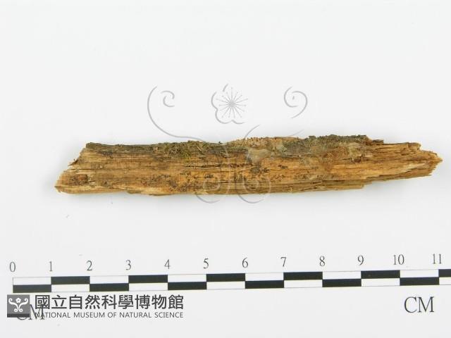 登錄號:F0005743藏品圖，第1張