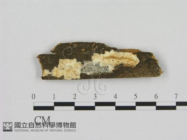 登錄號:F0015743藏品圖，第1張