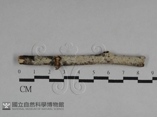 絲皮菌屬藏品圖，第1張