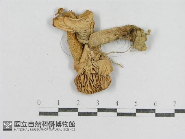 紅菇屬藏品圖，第1張