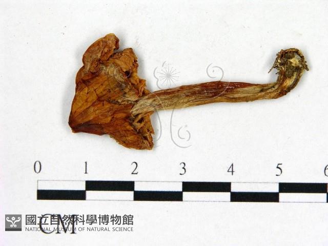 登錄號:F0003743藏品圖，第1張