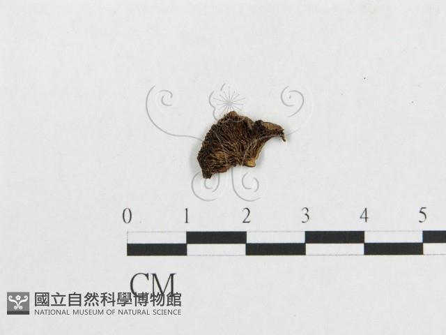 登錄號:F0013743藏品圖，第1張