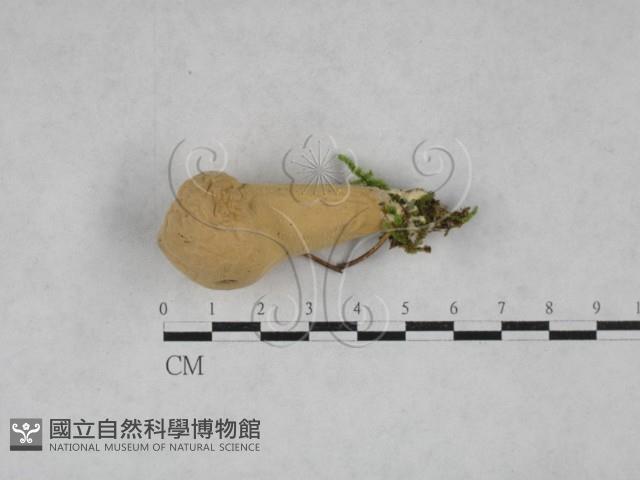 登錄號:F0028543藏品圖，第1張