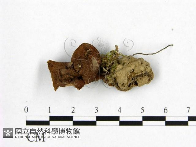 登錄號:F0008543藏品圖，第1張