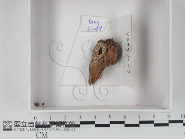 登錄號:F0020543藏品圖，第1張