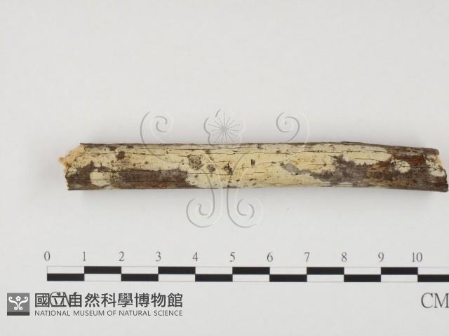 登錄號:F0000543藏品圖，第1張