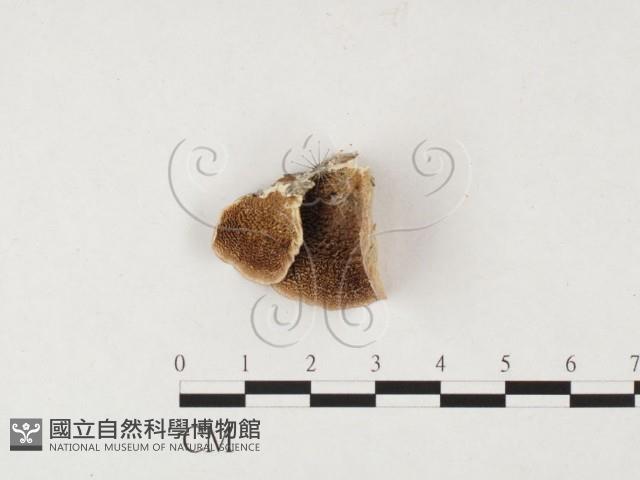 附毛菌屬藏品圖，第1張