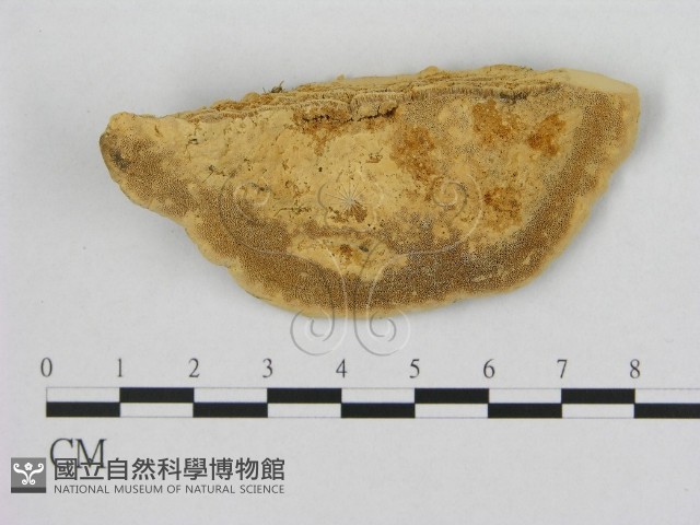 登錄號:F0006543藏品圖，第1張