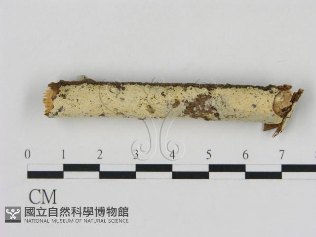 冇骨消絲齒菌藏品圖，第1張