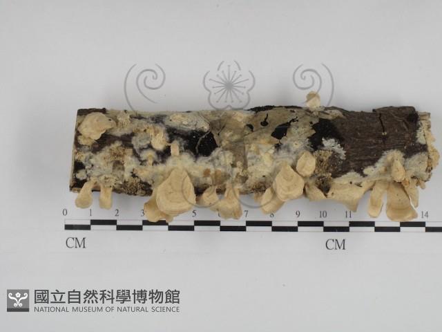 登錄號:F0001543藏品圖，第1張