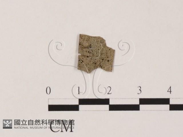 登錄號:F0011543藏品圖，第1張