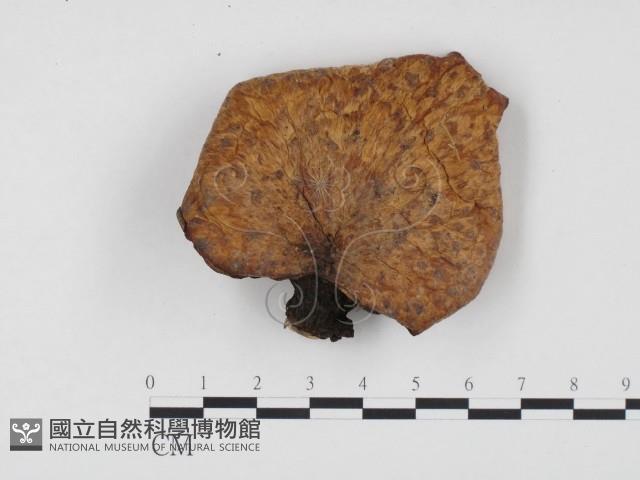 登錄號:F0024543藏品圖，第1張