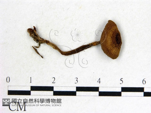 登錄號:F0014543藏品圖，第1張