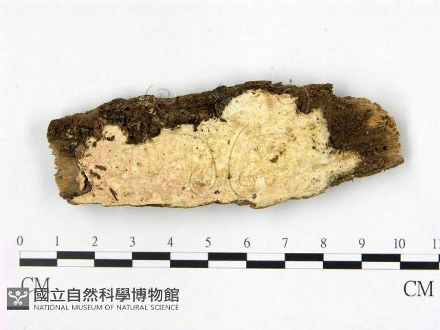 登錄號:F0022543藏品圖，第1張
