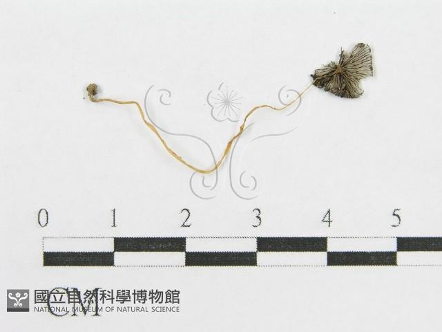 登錄號:F0012543藏品圖，第1張