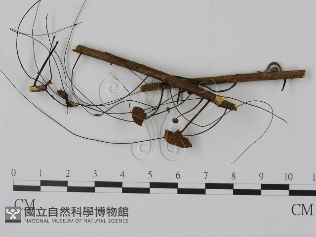 登錄號:F0007543藏品圖，第1張